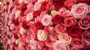 ROSES (RED) FLOWER