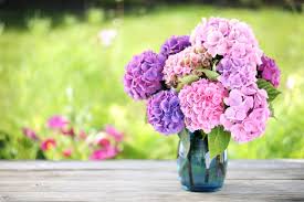 HYDRANGEA FLOWER