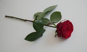 SINGLE ROSES (RED) FLOWER