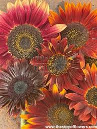 SUN FLOWERS (RED)